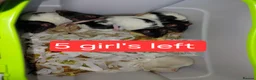 Rat rodents for sale: n 5 black with patch white belly and 5 girls left - Advert 8