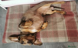 Miniature Dachshund dogs for stud: Miniature chocolate dapple mink dachshund stud dog - Image 6