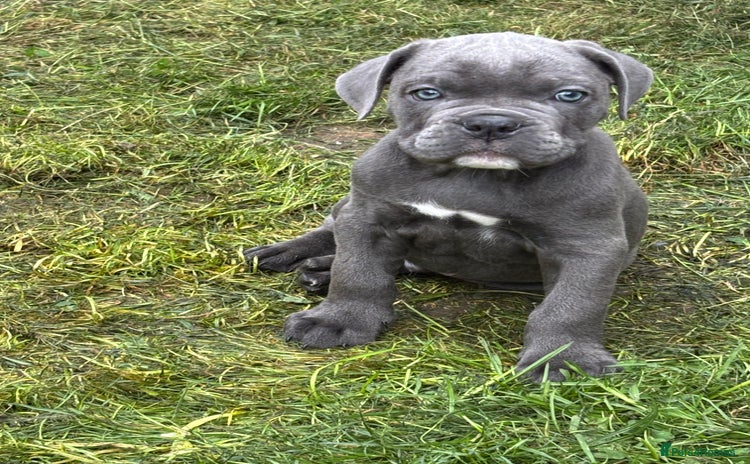 Mixed Breed dogs - Advert 8