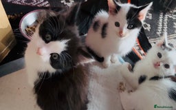 Domestic Shorthair cats for sale:  Beautiful litter mixed colours  - Image 6