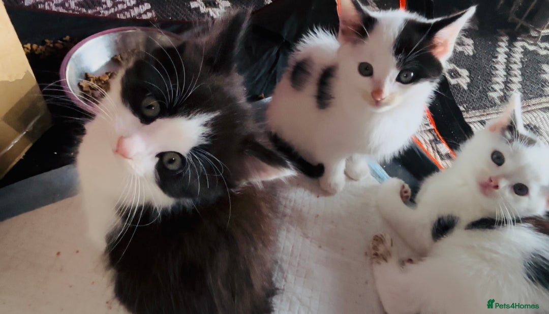 Domestic Shorthair cats for sale:  Beautiful litter mixed colours  - Image 6