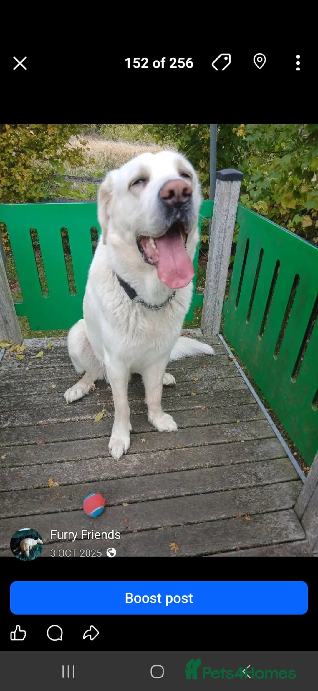 Mastiff dogs for sale: Spanish mastiff  in Buckingham - Advert 2