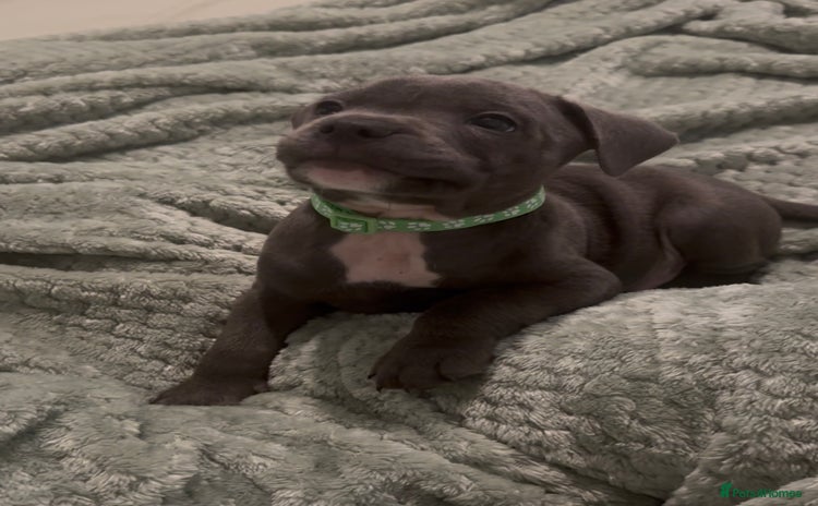 Staffordshire Bull Terrier dogs - Advert 7