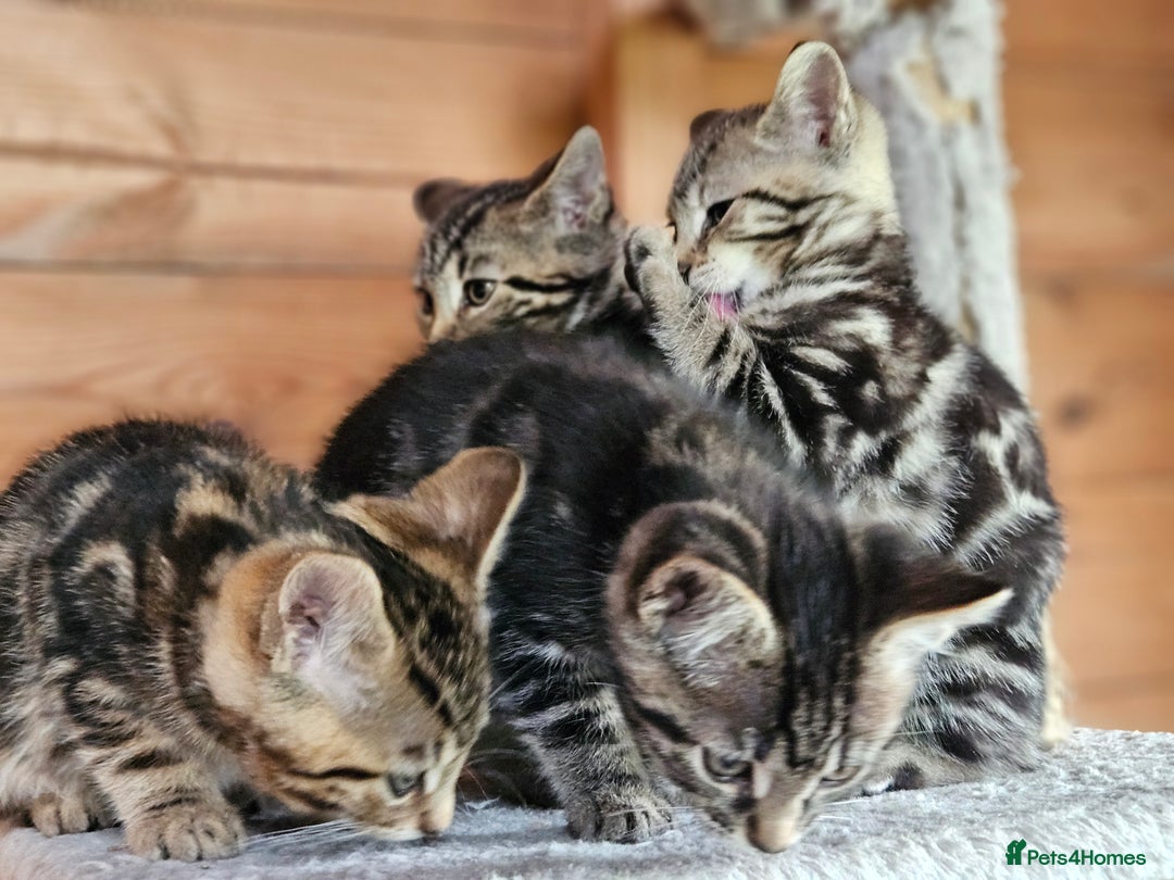 Bengal cats for sale: Adorable Half Bengal Kittens - Image 20