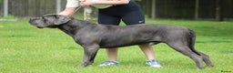 Cane Corso dogs for stud: Dell’Angra / Del Dyrium stud  in Manchester - Advert 7