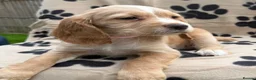 Cocker Spaniel dogs for sale: Kc registered cocker spaniel pups - Advert 6