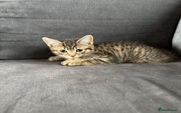 Mixed Breed cats for sale: 12 week old Bengal cross girl  - Image 5