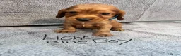 Cocker Spaniel dogs for sale: Show cocker spaniels - Advert 18
