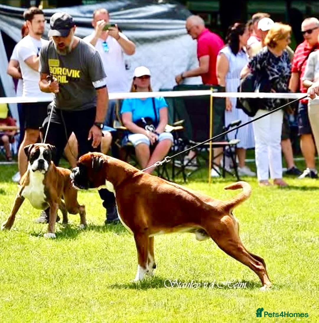 Boxer dogs for stud: Fully Health tested euro / kc reg Boxsanuk Gelso  in Newcastle upon Tyne - Advert 29