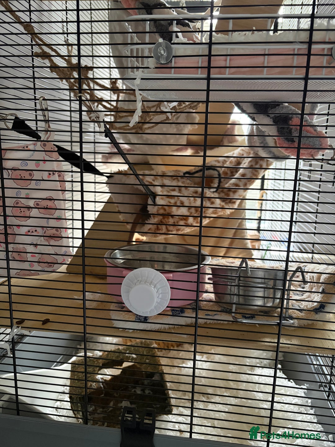 Rat rodents for sale: 4 female dumbo rats + entire setup - Advert 8