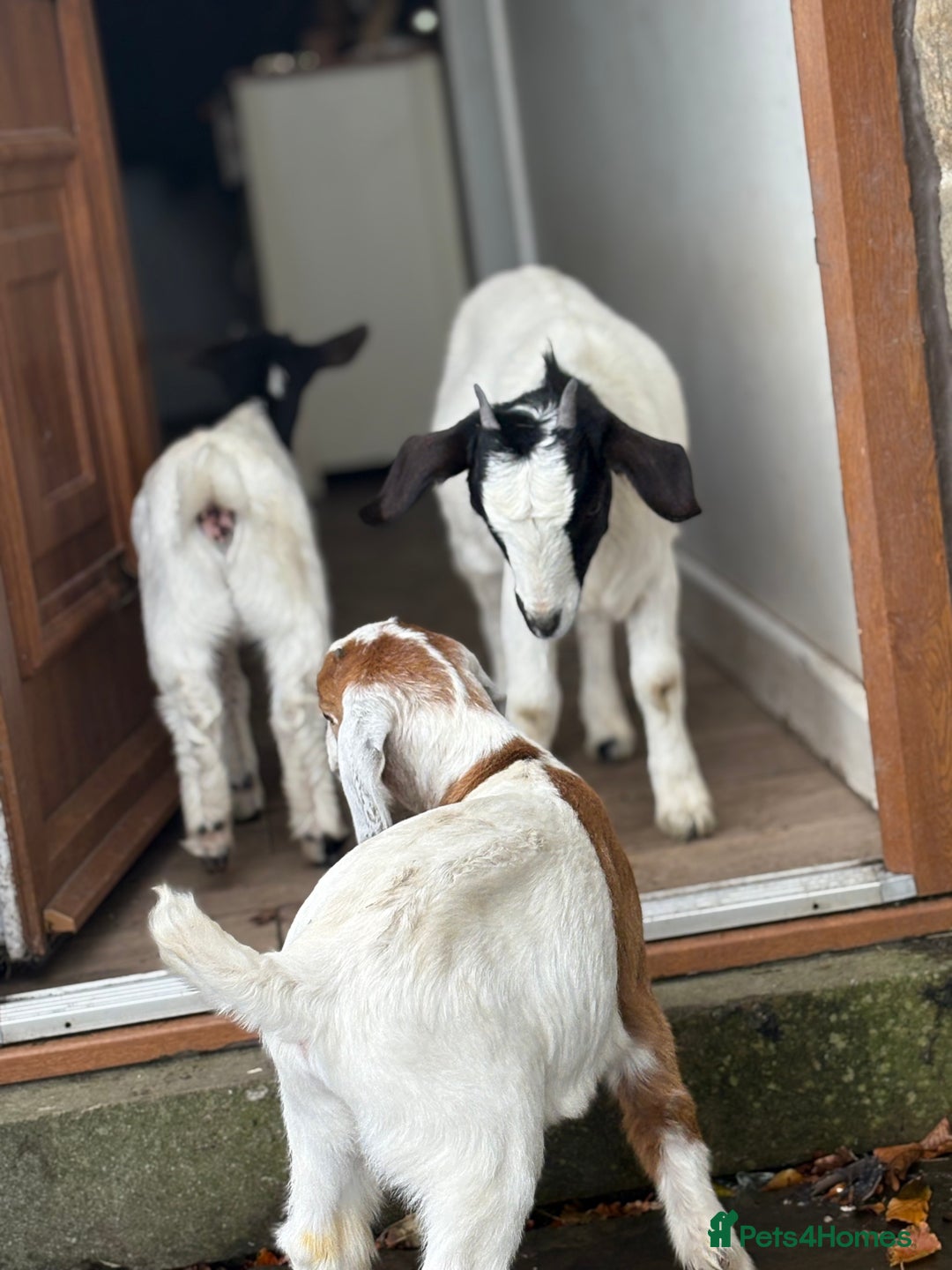 Goats livestock for sale: Pygmy and Pygmy cross bore babies - Image 1