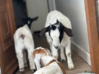 Goats livestock - Advert 34