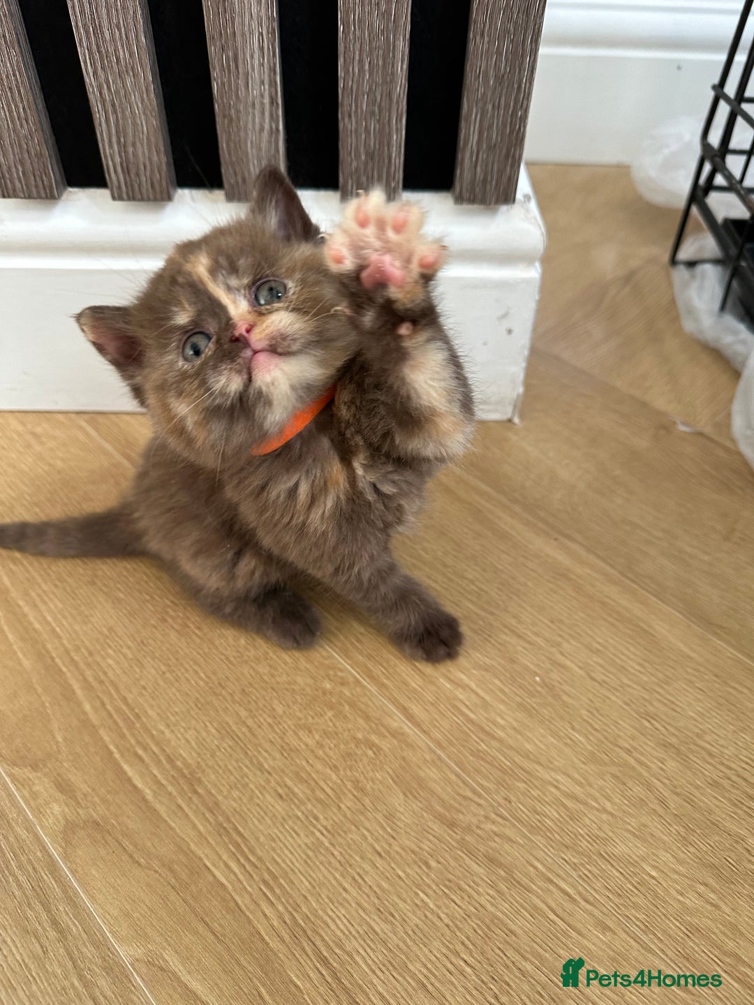British Shorthair cats for sale: 😻Beautiful Chocolate Tortie BSH Kittens😻🎀 - Advert 21