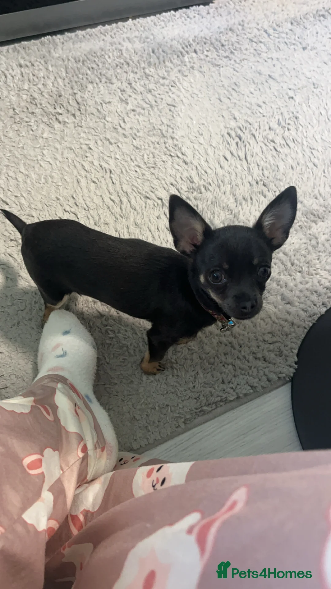 Chihuahua dogs for sale: Tinkerbell  - Advert 2