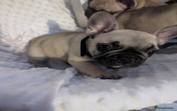 French Bulldog dogs for sale: French Bulldog Puppies  - Image 11