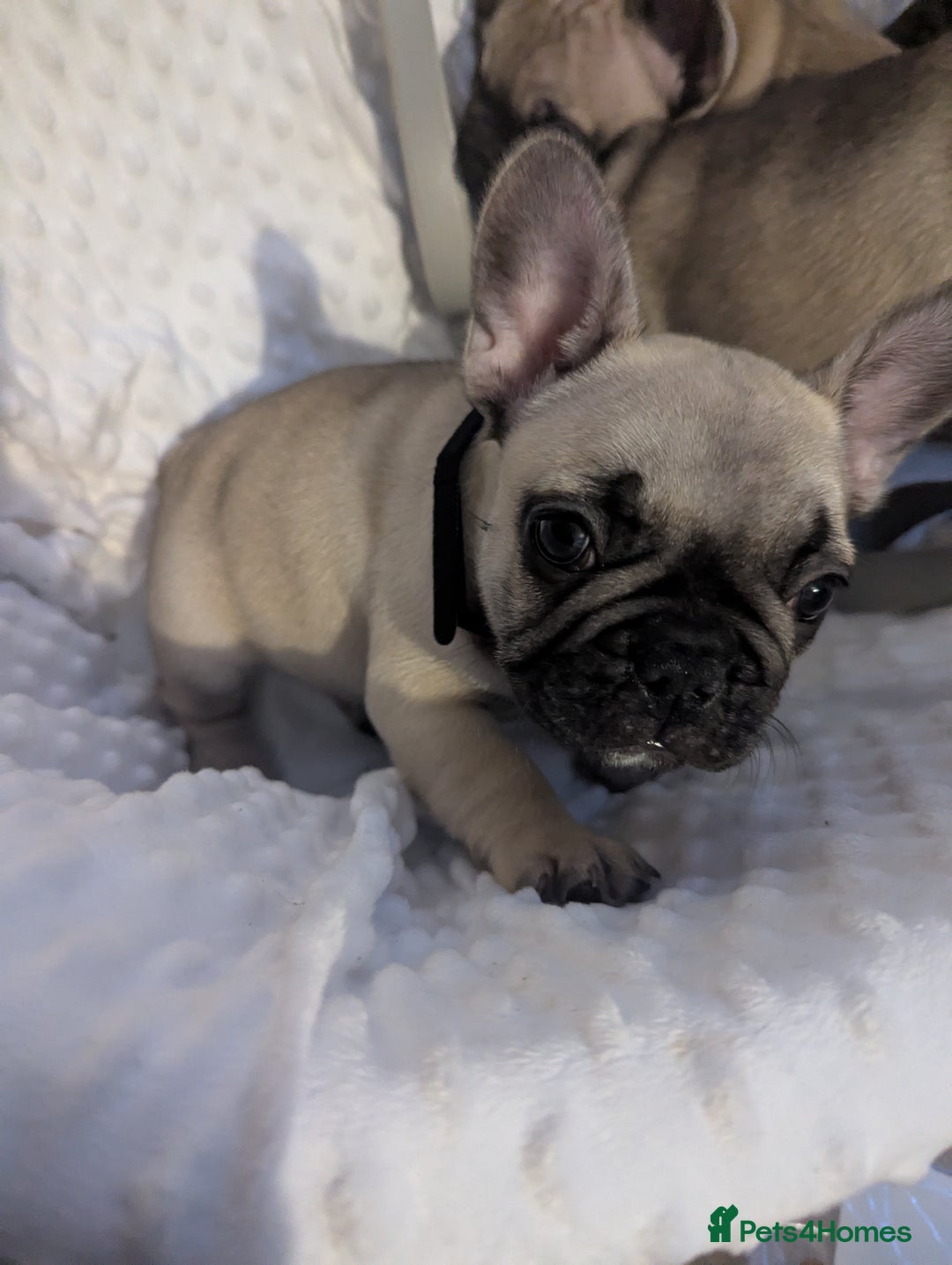 French Bulldog dogs for sale: French Bulldog Puppies  - Image 11