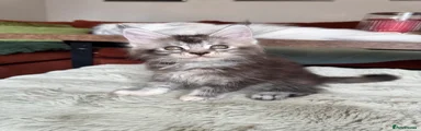 Maine Coon 7