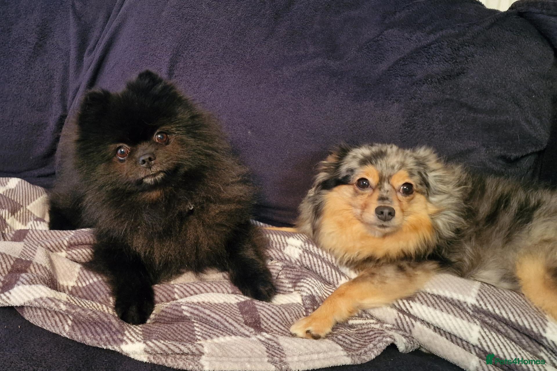 Pomeranian dogs Pomeranian Puppies for sale - Advert 2