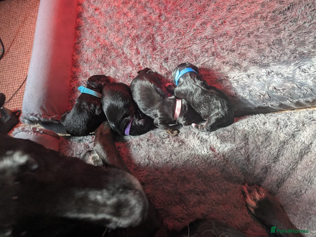Mixed Breed dogs for sale: 🐾 Rottweiler Cross German shepmatian Pups - Advert 5