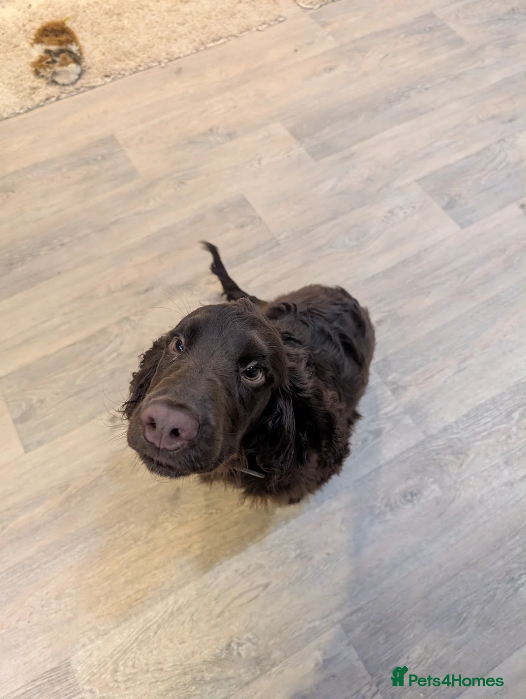 Field Spaniel dogs for sale: 6 month working spaniel for rehoming  in Folkestone - Advert 6
