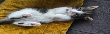 Ragdoll 1