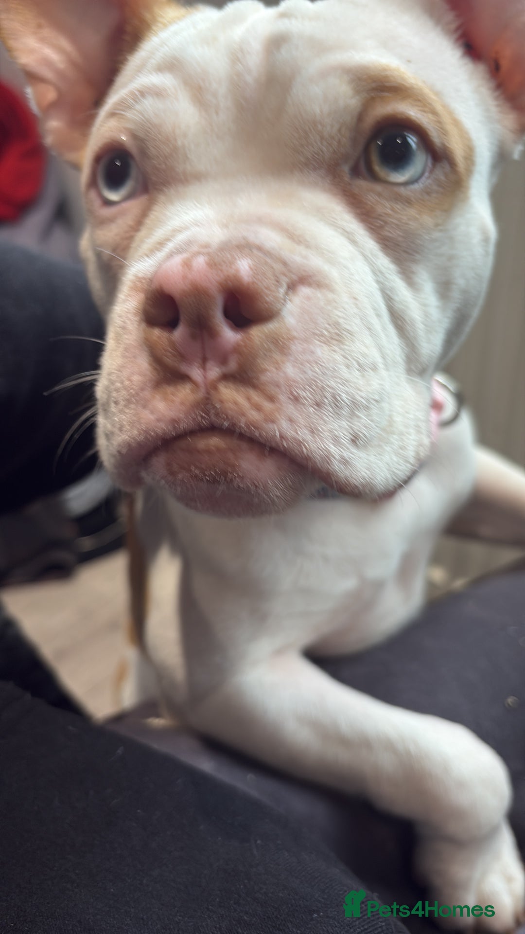 Mixed Breed dogs for sale: Honey  - Image 2