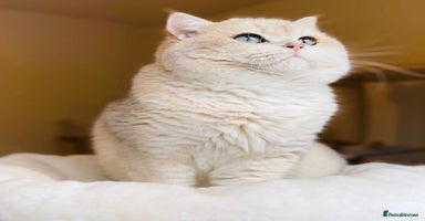 British Shorthair cats - Advert 9
