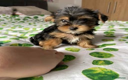 Yorkshire Terrier dogs for sale: 6 lovely Yorkshire puppies  - Image 4