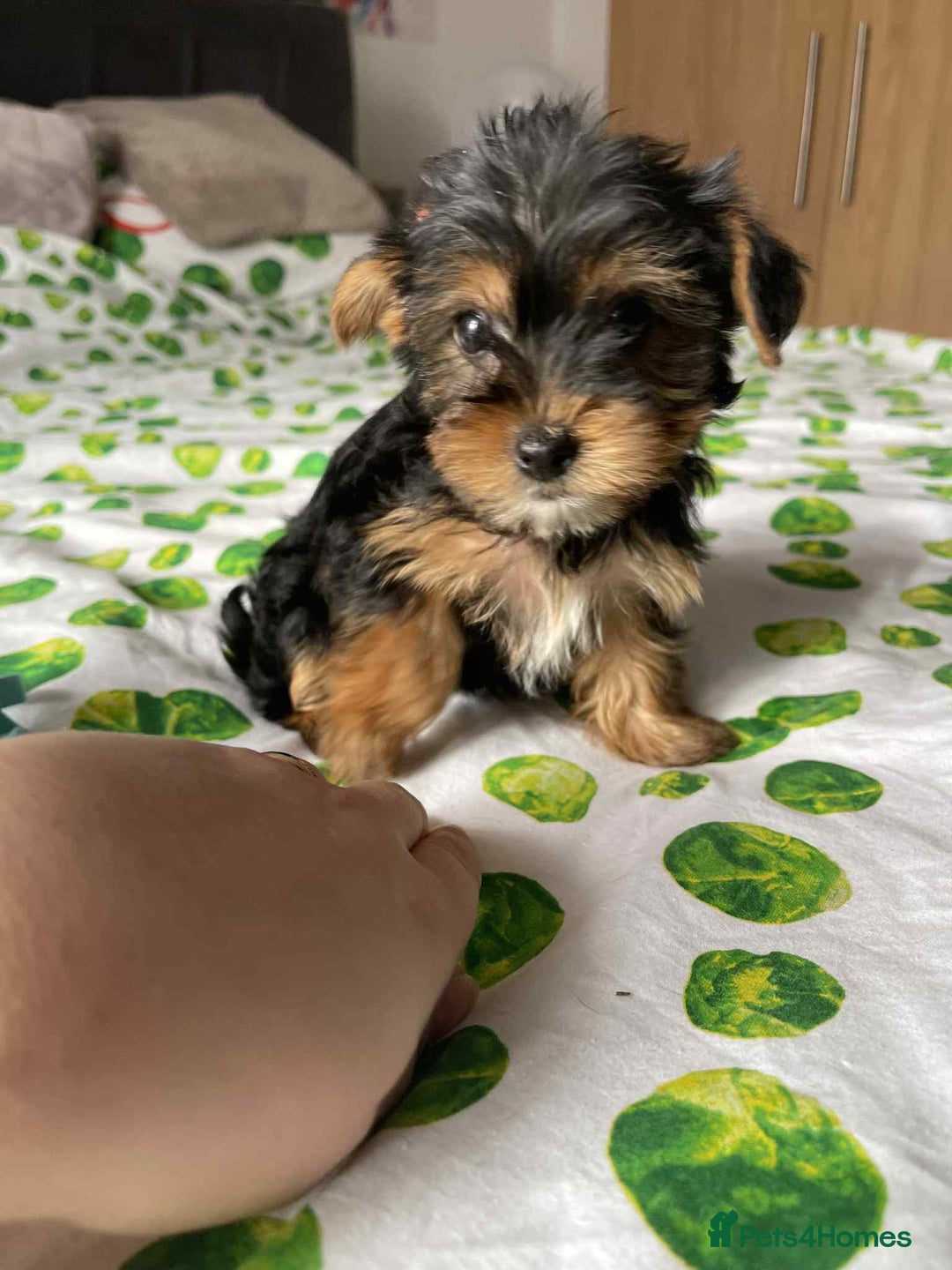 Yorkshire Terrier dogs for sale: 6 lovely Yorkshire puppies  - Image 4
