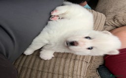 Pomsky dogs for sale: Pomsky puppies - Image 22