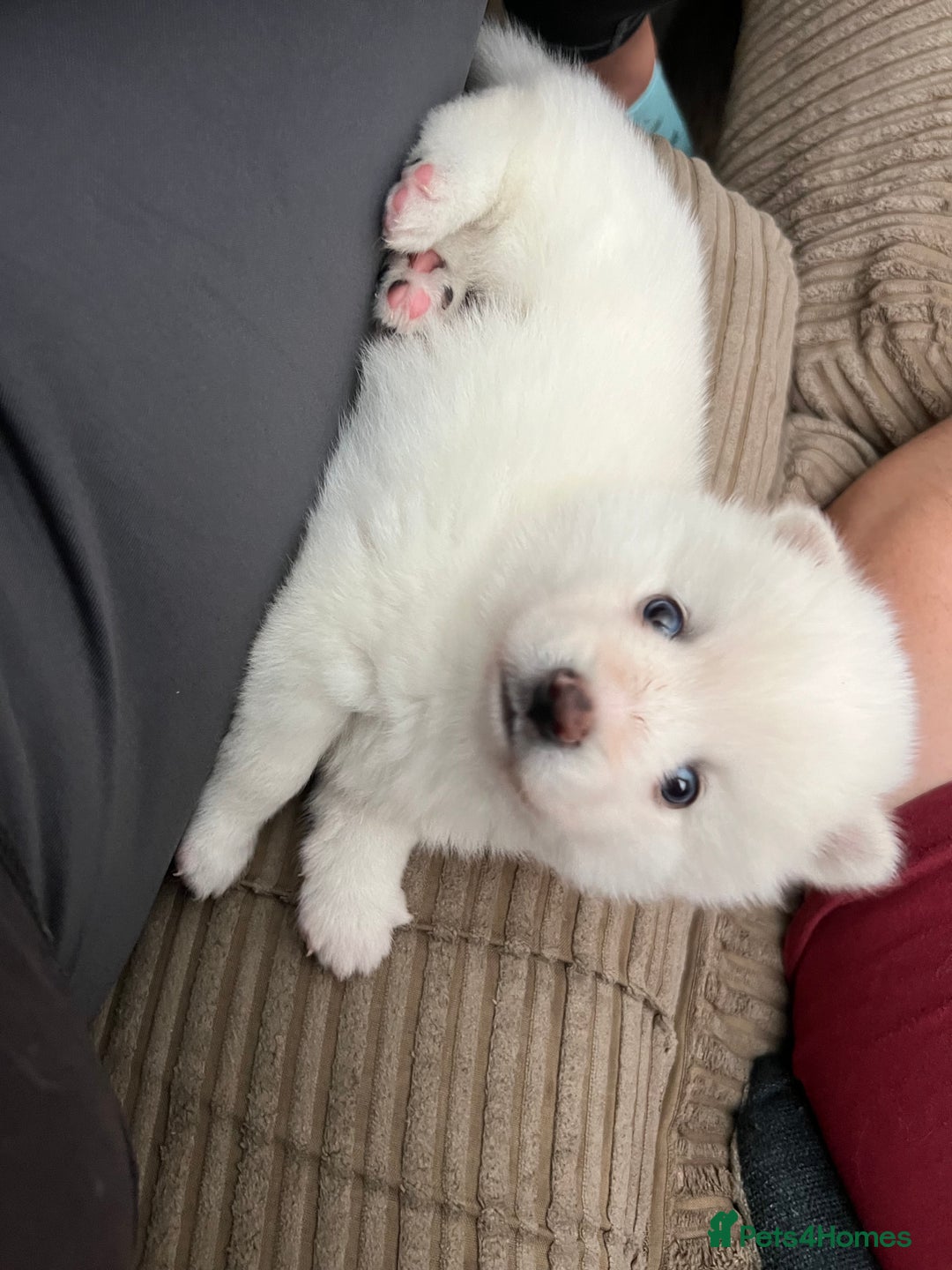 Pomsky dogs for sale: Pomsky puppies - Image 22