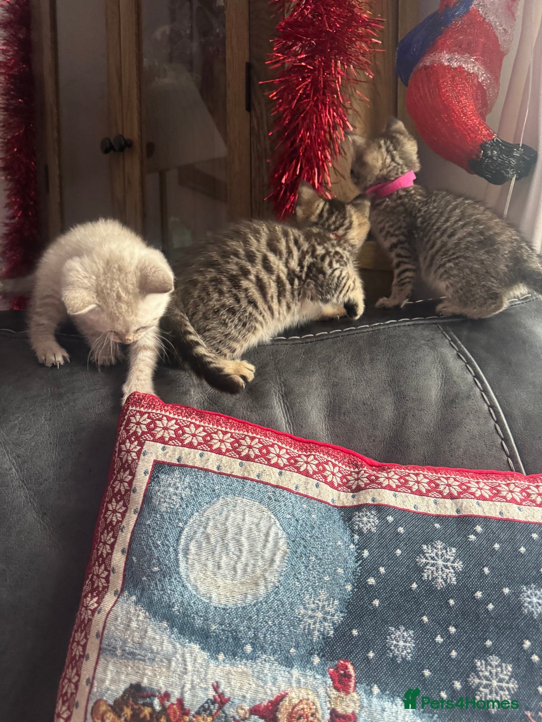 Mixed Breed cats for sale: Kittens needing loving homes  - Advert 27