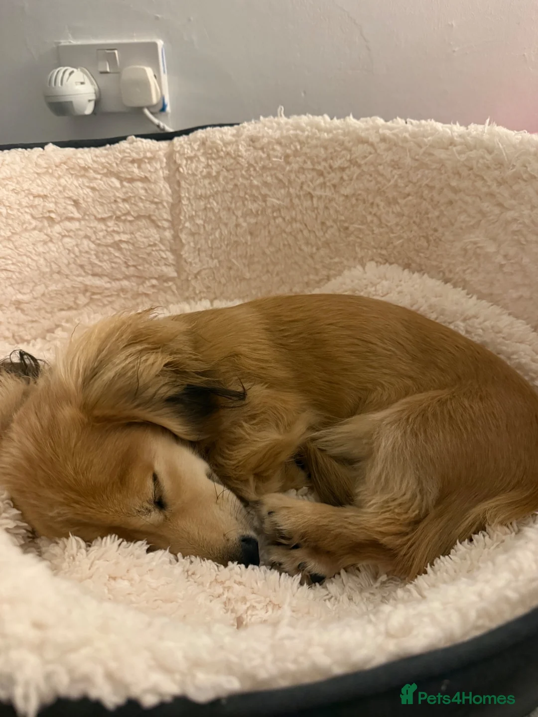Miniature Dachshund dogs for sale: Arlo : 7-Month-Old Long Haired Miniature Dachshund - Advert 2