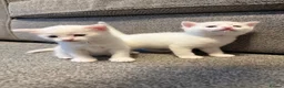 Mixed Breed cats for sale: ** 2 pure white females ** - Advert 5
