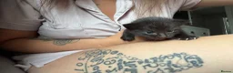 Mixed Breed cats for sale: READY TO GO! Fluffy kittens  - Advert 10
