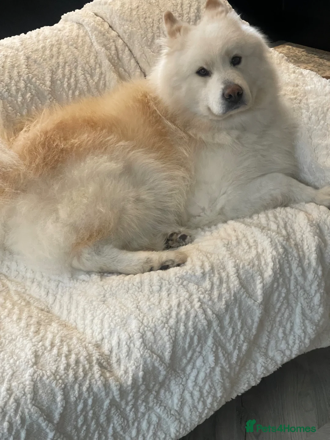 Samoyed dogs for sale: Samoyed boy for very sad sale in Billericay - Advert 4