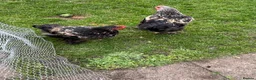 Chickens poultry for sale: : beautiful birdnd ,, inky I’m.  Sad but add km  - Advert 4