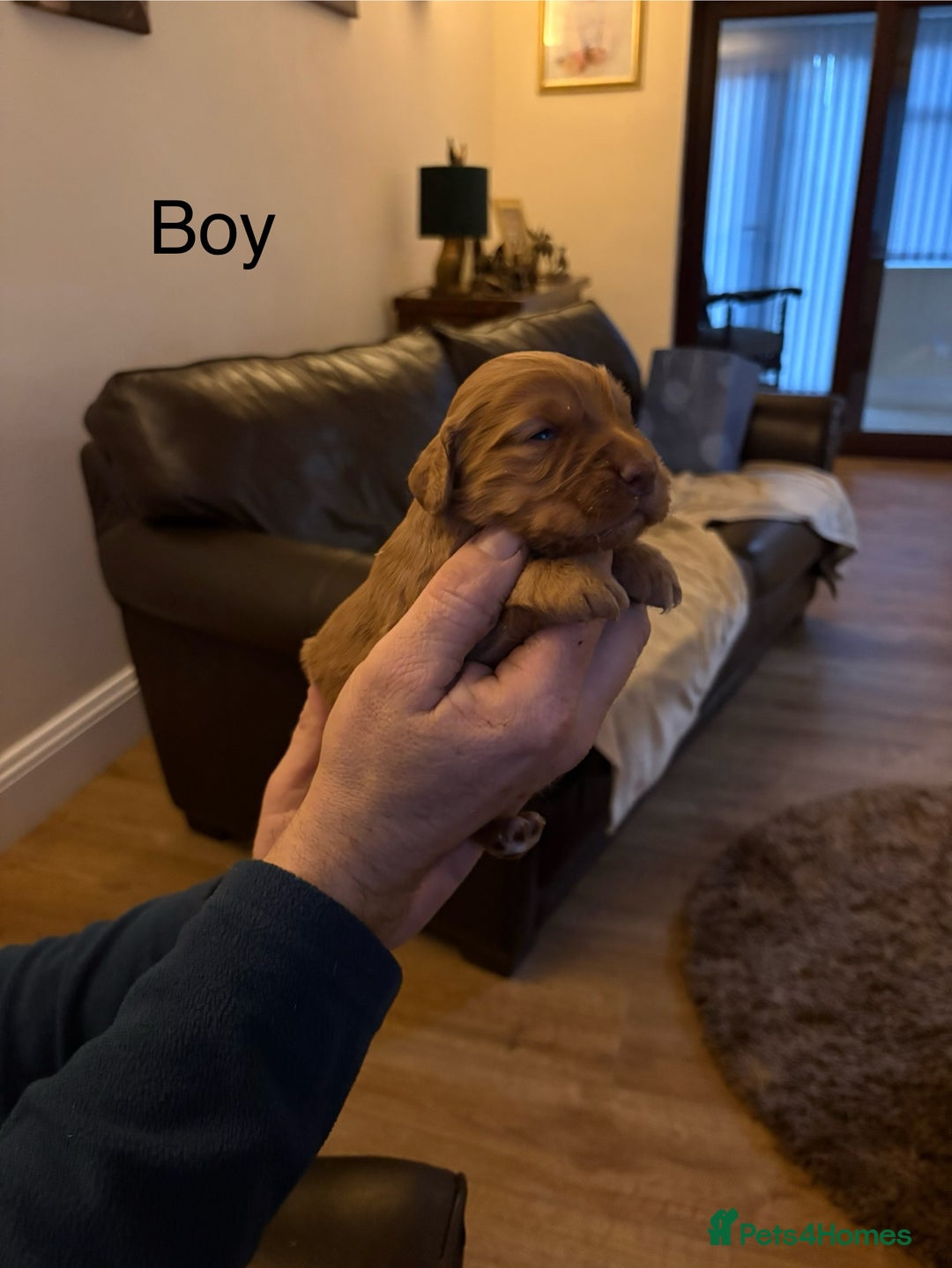 Cocker Spaniel dogs for sale: Cocker spaniels - Advert 3