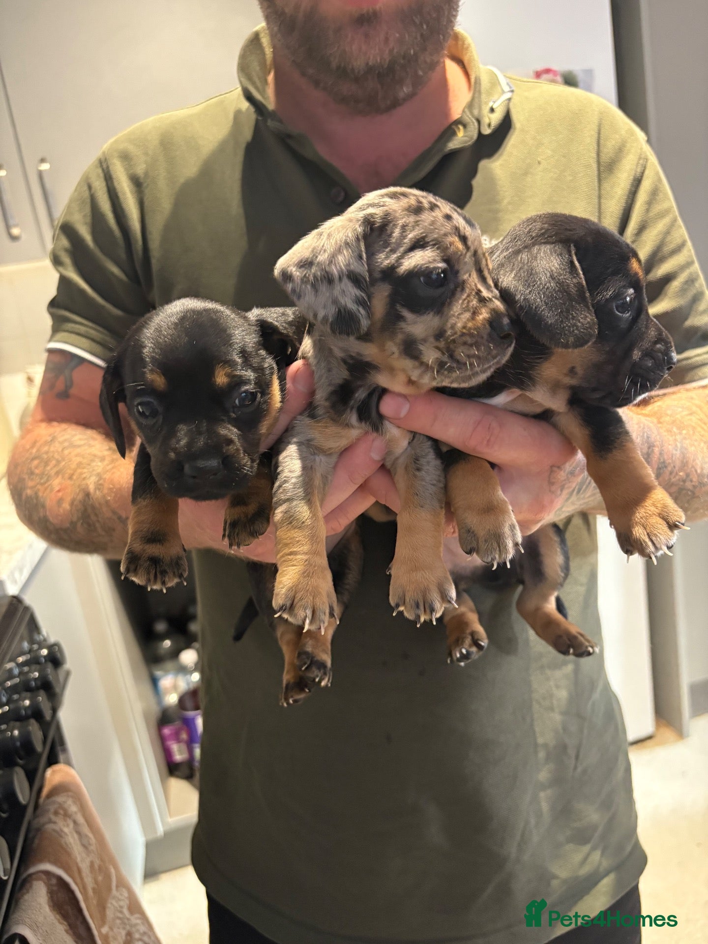 Mixed Breed dogs 3 gorgeous little babies looking for forever sofas - Advert 1