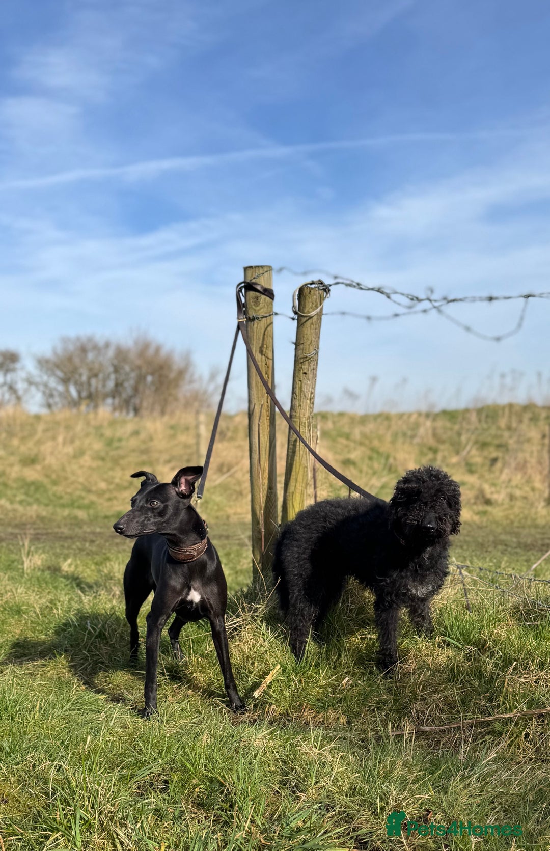 Bedlington Terrier dogs for stud: KC Reg’d Bedlington Terrier at Stud - Advert 10