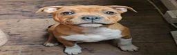 Staffordshire Bull Terrier dogs for sale: 🥨Future Red litter.🥨 - Advert 3