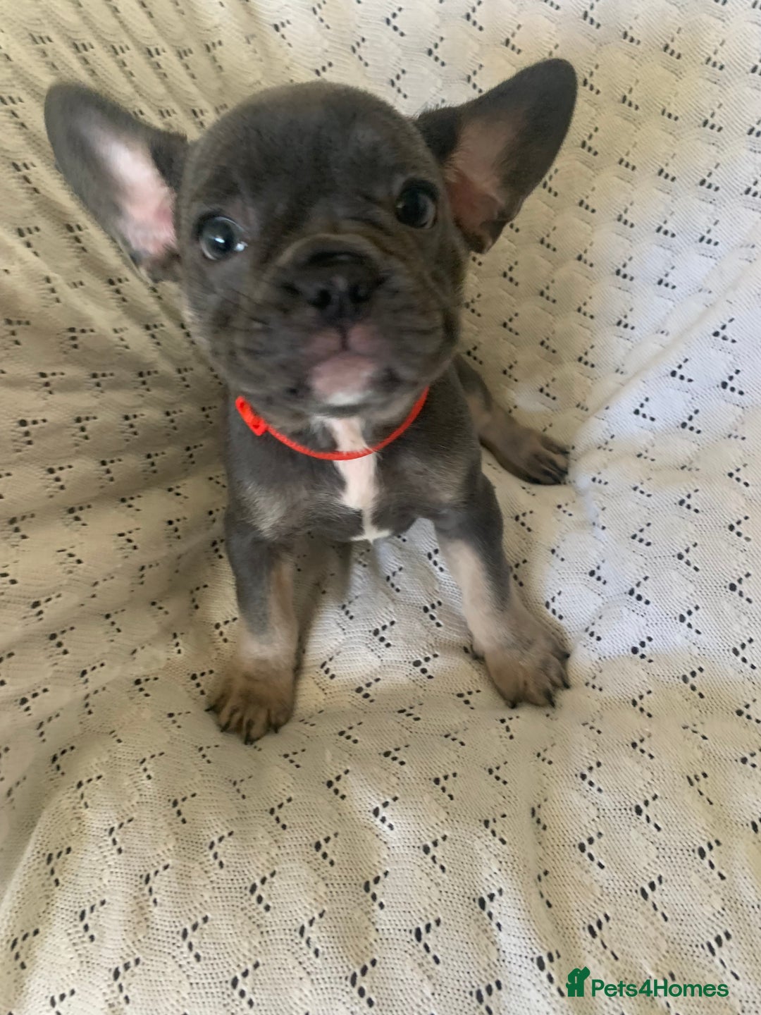 French Bulldog dogs for sale: Beautiful French Bulldogs  - Advert 10