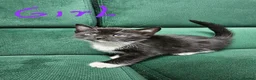 Mixed Breed cats for sale: Kittens ready for new home  - Advert 12