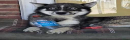 Siberian Husky dogs for sale: Pedigree Husky pups in Littlehampton - Advert 10