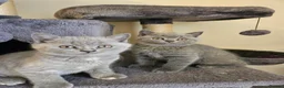 British Shorthair cats for sale: Champion lines British Shorthair kittens  - Advert 29