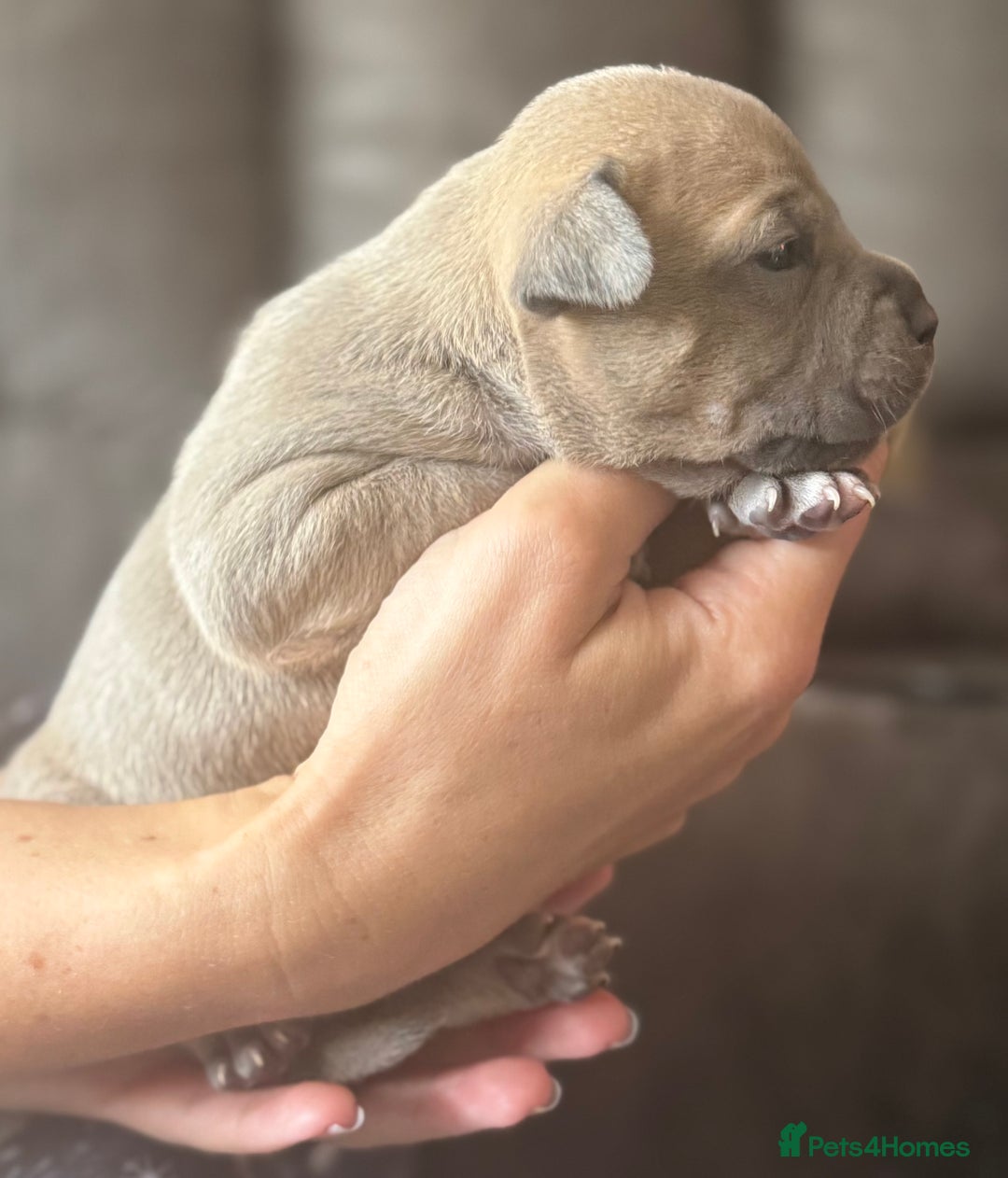Staffordshire Bull Terrier dogs for sale: Last Two puppies left.  - Image 3