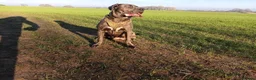 Cane Corso dogs for sale: Shadow  - Advert 7