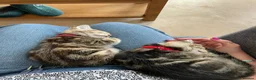 Mixed Breed cats for sale: Tabby kittens for sale  in Prenton - Advert 10