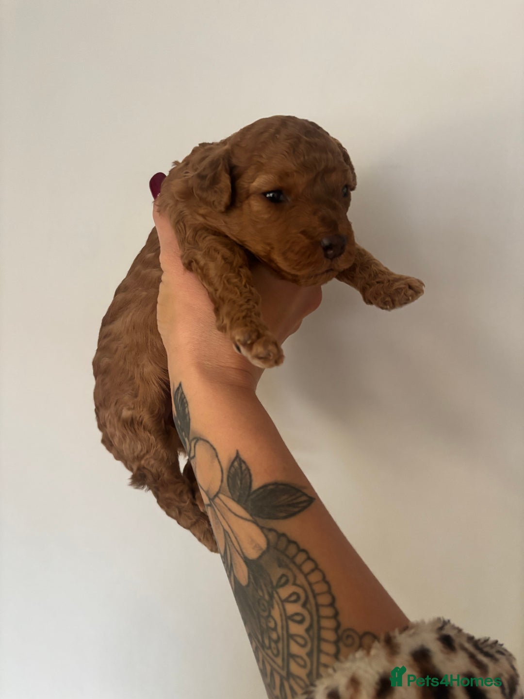 Cockapoo dogs for sale: Stunning cockapoo puppies - Advert 10