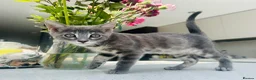 Bengal cats for sale: 3 Beautiful Blue Female TICA Reg Bengal kittens  - Advert 19